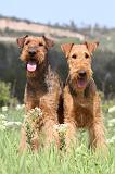 AIREDALE TERRIER 166